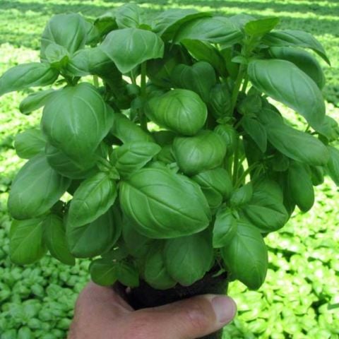 Saksılık Aromarik Yeşi Geniş Yapraklı Fesleğen Fidesi (5 adet )
