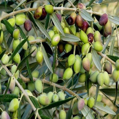 Bodur Yüksek Verimli Koroneiki Zeytin Tohum (500 tohum)