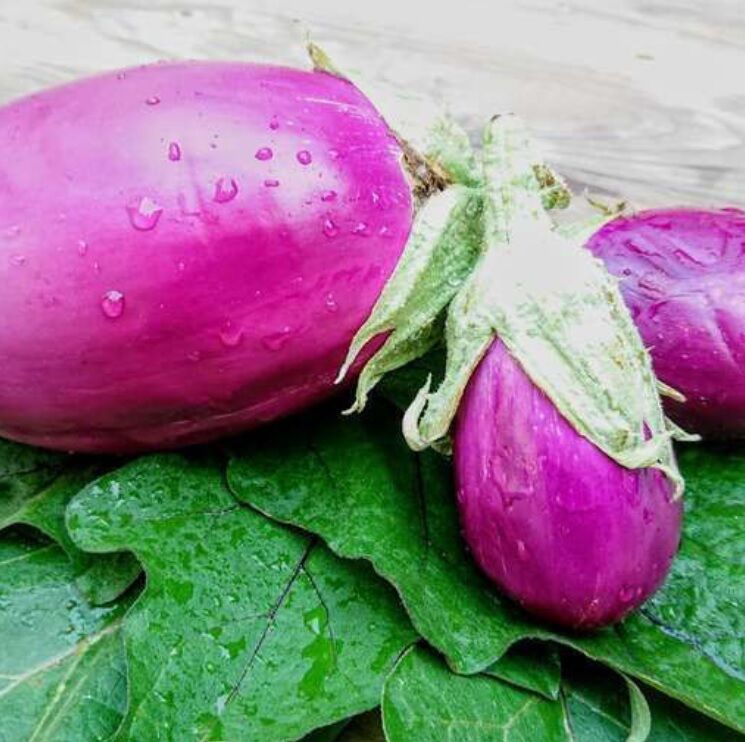 Rositan Etli  Patlıcan Tohumu (15 tohum)