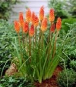 Alcazar Turuncu Kniphofia Fener Çiçeği Soğanı (1 soğan)