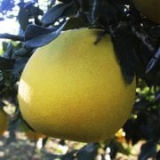 Şadok Pomelo Ağacı Tohumu (5 tohum)