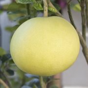 Şadok Pomelo Ağacı Tohumu (5 tohum)