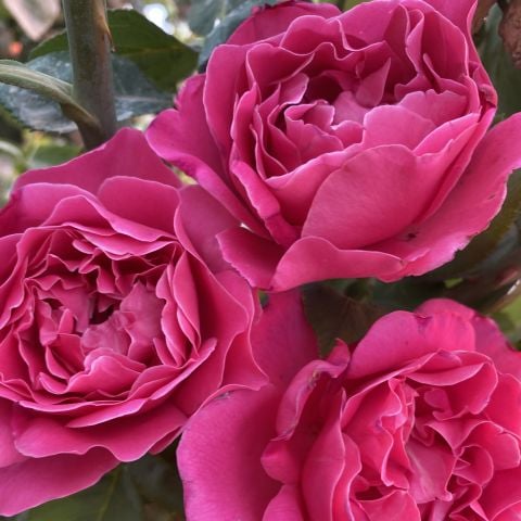 Parfüm Kokulu Alessia Yediveren  Gül Çiçeği Fidesi (1 adet Paper Potta)