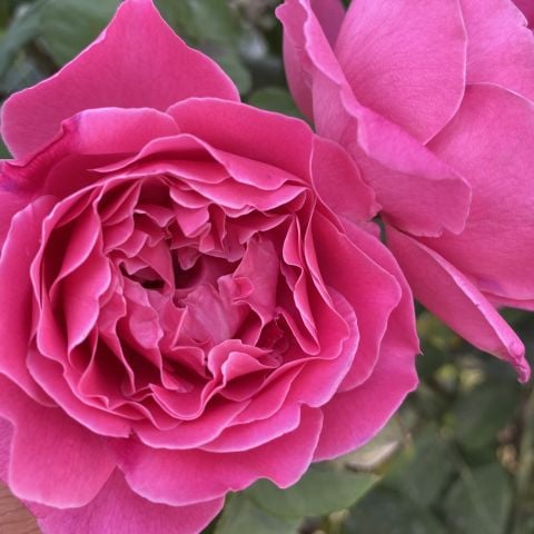 Parfüm Kokulu Alessia Yediveren  Gül Çiçeği Fidesi (1 adet Paper Potta)