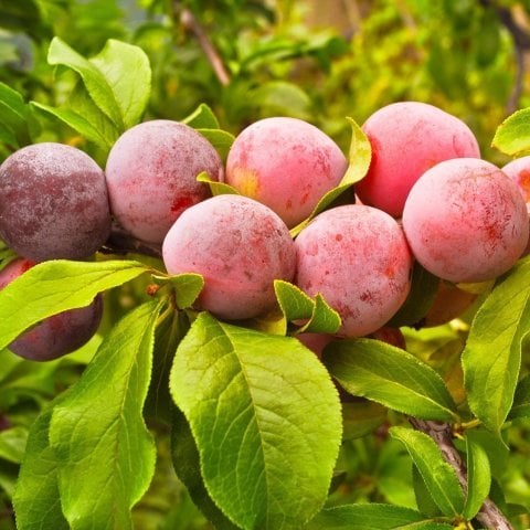 Açık Kök Yarı Bodur Formosa Erik Fidanı