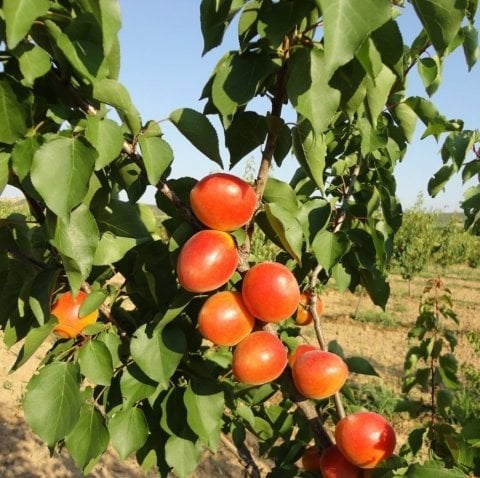 Tüplü Çok İri Meyveli Aldeniz Perfect Red Kayısı Fidanı