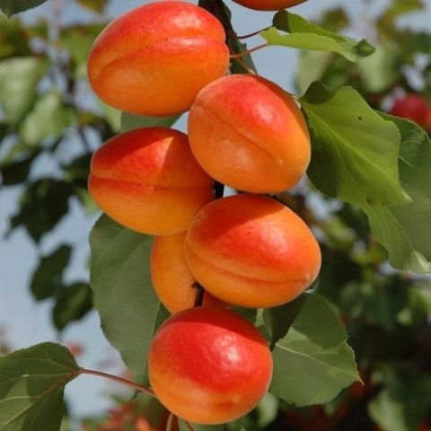 Tüplü Çok İri Meyveli Aldeniz Perfect Red Kayısı Fidanı