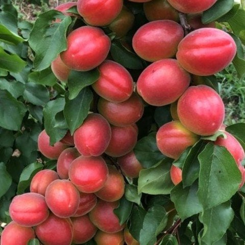 Tüplü Çok İri Meyveli Aldeniz Perfect Red Kayısı Fidanı