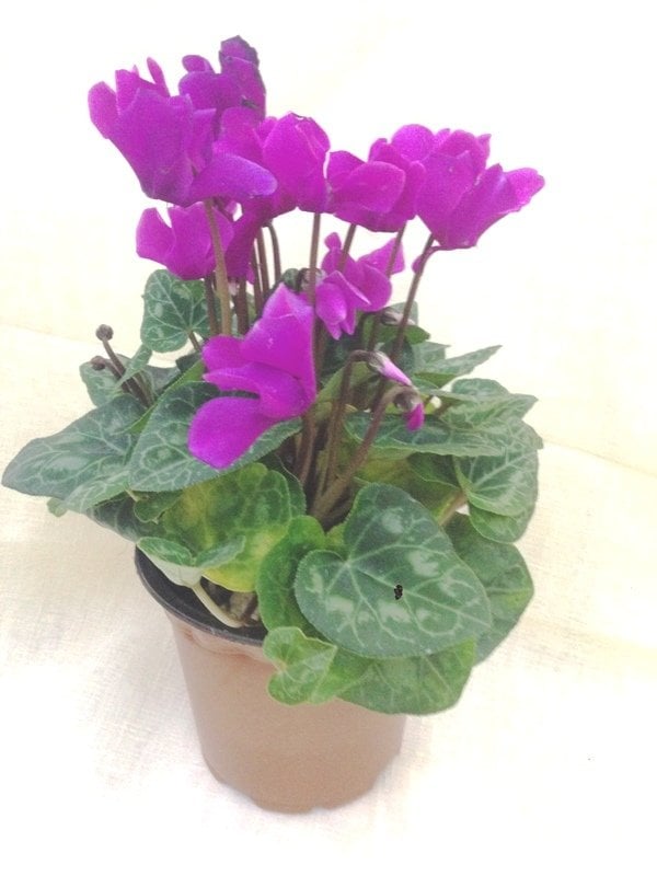 Siklamen Cyclamen Çiçeği Purple Snow