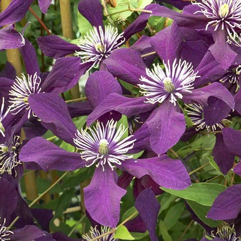 İthal Panther Clematis Orman Asması Çiçeği Fidanı (5-10 cm)