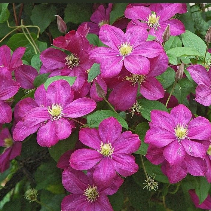 İthal Carmencita Clematis Orman Asması Çiçeği Fidanı (5-10 cm)