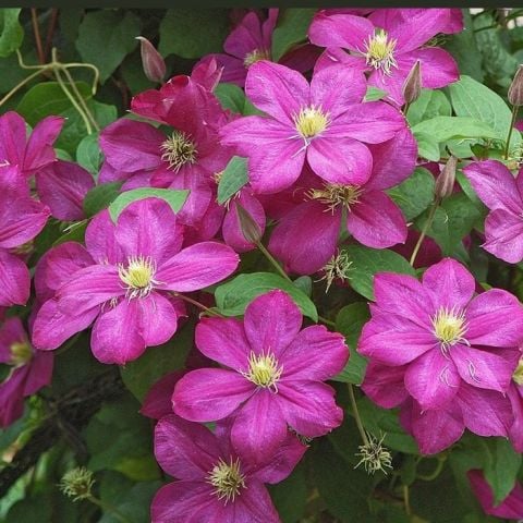 İthal Carmencita Clematis Orman Asması Çiçeği Fidanı (5-10 cm)