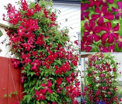 Julia Correvon  Clematis Orman Asması Çiçeği Fidanı (5-10 cm)
