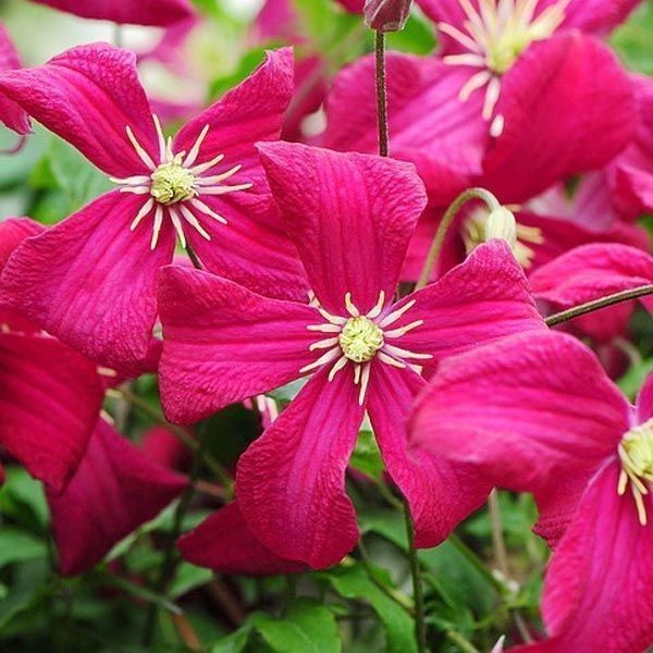 Julia Correvon  Clematis Orman Asması Çiçeği Fidanı (5-10 cm)