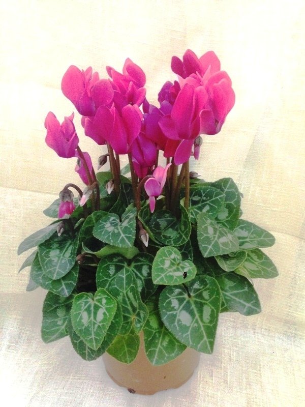 Saksıda Fuchsia Rain Siklamen Cyclamen Çiçeği