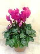 Saksıda Fuchsia Rain Siklamen Cyclamen Çiçeği
