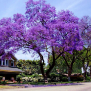 Tüplü Mor Çiçekli Yoğun Kokulu Paulownia Ağacı Fidanı(40-60 cm)