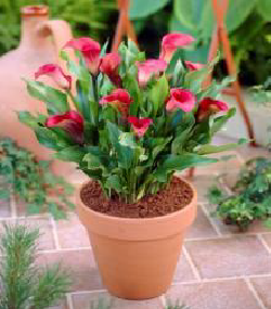 Rose Queen Calla Gala Çiçeği Soğanı (1 adet )
