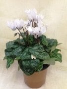 Saksıda White Love Cyclamen Çiçeği