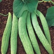 Geleneksel İri Meyveli Anadolu Acur Fidesi (5 adet)