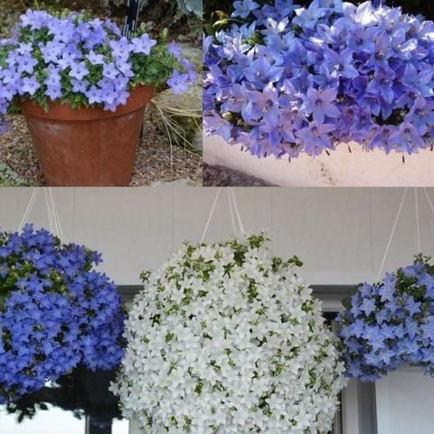 Ata Tohumları Sarkıcı Geleneksel Soğuklara Dayanıklı Maviş Çiçeği Tohumu (20 tohum)