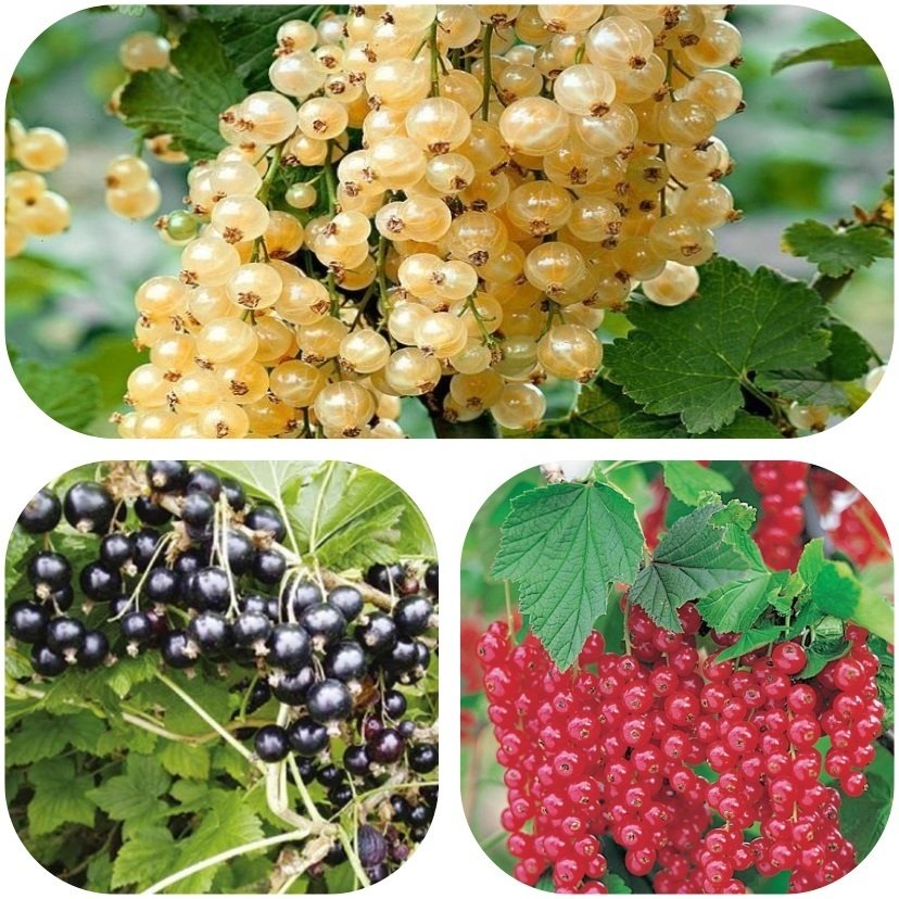 Tüplü Frenk Üzümü Fidanı Paketi Seneye Meyve Verir Bedava Kargo