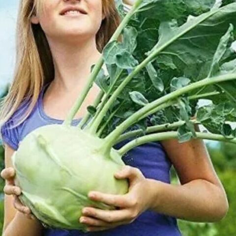 Giantl Kohlrabi(Alabaş) Tohumu (20 Tohum)