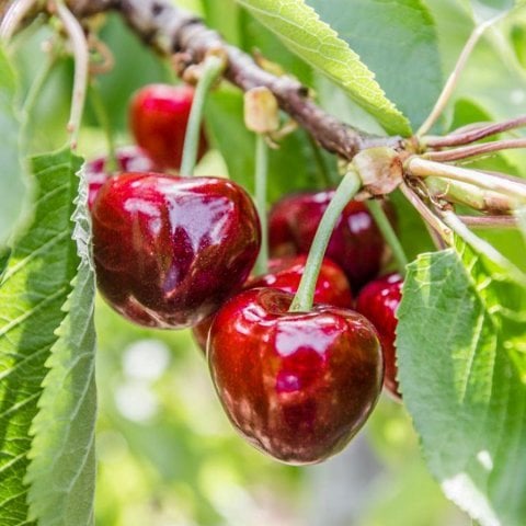 Tüplü Erkenci Yarı Bodur Early Lorry Kiraz Fidanı