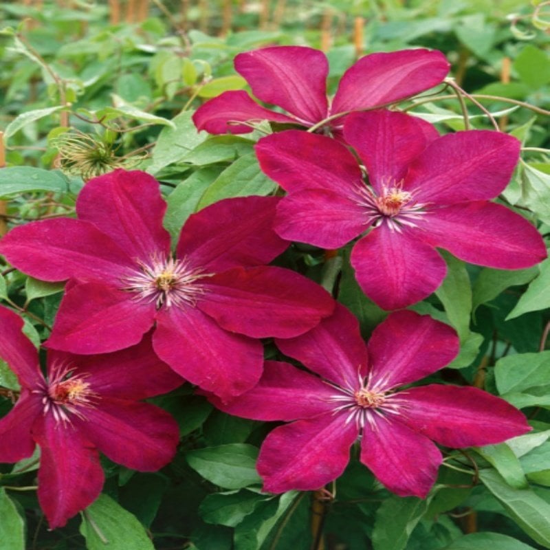 Clematis Rouge Cardinal Çiçeği Fidanı