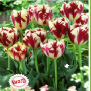 Grand Perfection Lale Soğanı 5 Adet