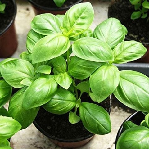 Saksılık Ata Tohumları Geniş Yapraklı İtalyan  Yaprak Fesleğen Tohumu (100 tohum)