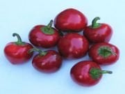 Cherry Biber Fidesi 10 adet