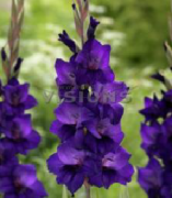 Purple Flora Eflatun Renkli Glayör Çiçeği Soğanı (5 soğan)