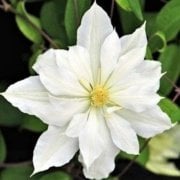 Haline Clematis Çiçeği Fidanı