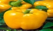 Tatlı Golden Cal Worder Sarı Dolmalık Biber Fidesi 4  adet