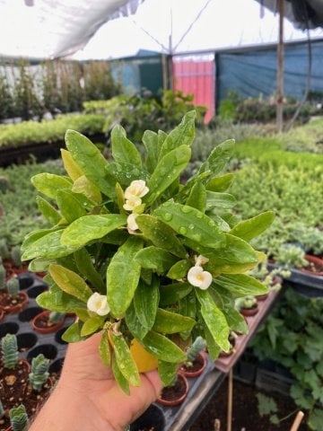 Yellow Euphorbia Milii Kaktüs Dikenler Tacı (8 Lik Saksıda)