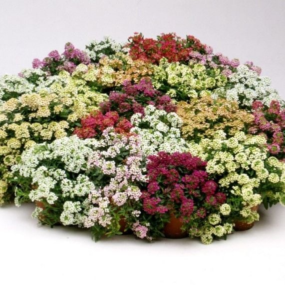 Geleneksel Ata Tohumları Mixed Alisyum Çiçeği Tohumu(50 tohum)