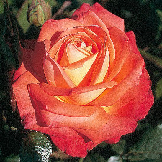 Açık Kök Yediveren Königin Der Rosen Kokulu Gül Fidanı
