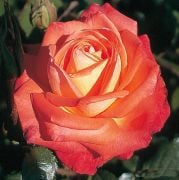 Açık Kök Yediveren Königin Der Rosen Kokulu Gül Fidanı
