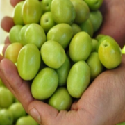Yeni Hasat İri Meyveli Kırmalık Doldurmalık Çizmelik Taze Domat Zeytin Yüksek Kalibre