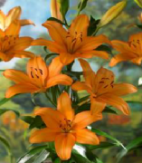 Advantage Lilium Zambak Soğanı (1 Soğan )