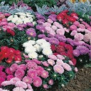 Pompon White Aster Çiçeği Tohumu(50 tohum)