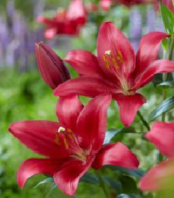 Bourbon Street Koyu Pembe Lilium Zambak Soğanı (1 Soğan)