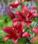 Bourbon Street Koyu Pembe Lilium Zambak Soğanı (1 Soğan)