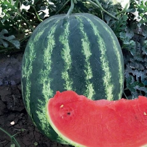 Bolveren Az Çekirdekli Bol Sulu Ala Crimson  Karpuz Fidesi (5 adet)
