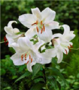 Casablanca Beyaz Lilium Zambak Soğanı (1 Soğan)