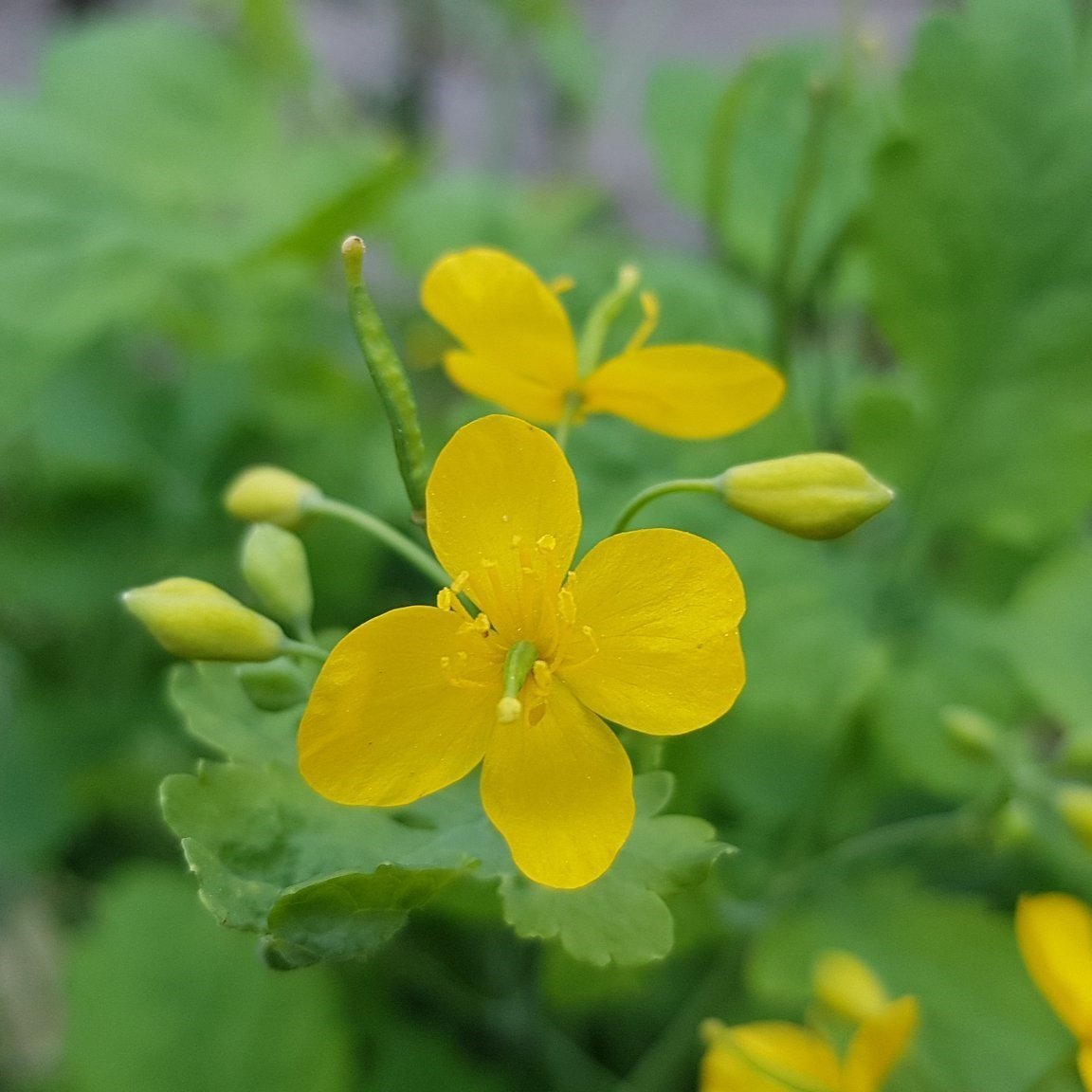 Açık Kök  Kırlangıç Otu Fidanı(Orta Boy)