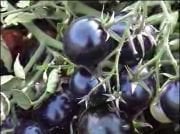 Mavi Domates Fidesi 5 adet(Sınırlı Stok)