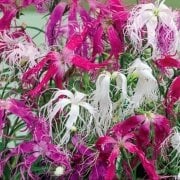Dianthus Superbus Red Bol Kokulu Karanfil Çiçeği Tohumu(100 adet)