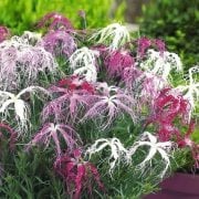 Dianthus Superbus Red Bol Kokulu Karanfil Çiçeği Tohumu(100 adet)